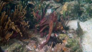 preview picture of video 'Octopus changing color in Bocas del Toro, Panama'