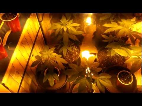 Growing weed 400 watt HPS week 4