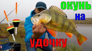 Как ловить крупного окуня на поплавочную удочку