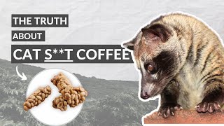 Kopi Luwak = best coffee in the world? 🤨