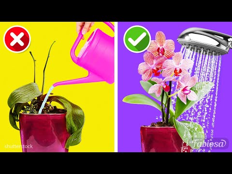 , title : 'Prendre soin des orchidées en intérieur : 10 règles simples pour s'en occuper'