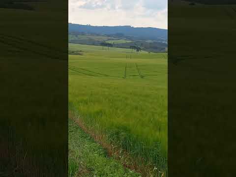 Diferentes variedades de trigo, campo em Balsa Nova Paraná.