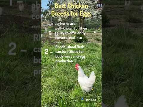 , title : '3 Best Chicken Breeds for Eggs #shorts'