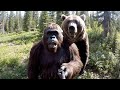 Bigfoot VLOG Bear Fight