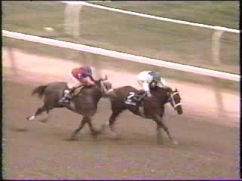 Horse Racing   The Matron 1995 Belmont Park Golden Attraction
