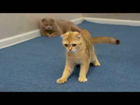 Cats vs Laser Pointer | Can Laser Pointer Make Your Cat Crazy?