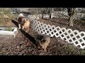 Havapoo dogs for sale: Gracie - Black Friday Sale - Video 1