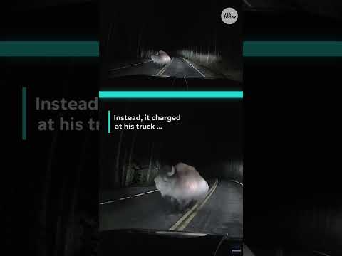 Bison leaves dent after charging truck at Yellowstone National Park