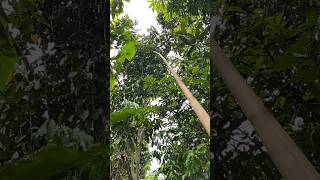 Download lagu Slowmotion avocado fruit harvest falling from the tree #kokkalai #fruit #2025 #avocado mp3 Download lagu Slowmotion avocado fruit harvest falling from the tree #kokkalai #fruit #2025 #avocado mp3