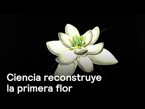 Primera flor es reconstruida por científicos - Ciencia - En Punto con Denise Maerker