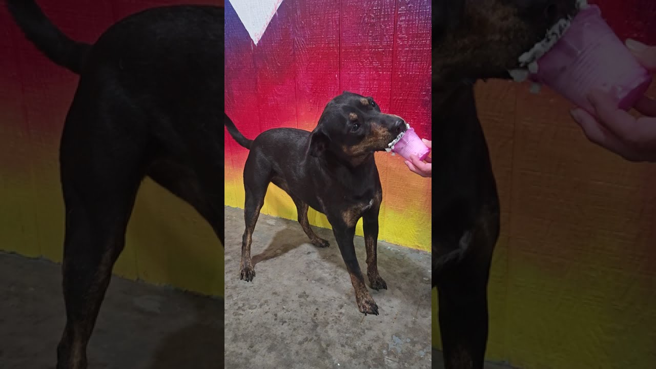 Enlarge Princess P, a Adoptable Mixed Breed in Point Pleasant, WV video 3/3