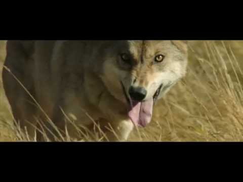 Le dernier loup de Jean-Jacques Annaud - L'entrainement des loups
