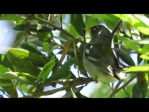 Horárik sýkorčí (Setophaga americana) — správanie, biotop a hlas