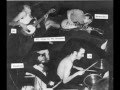 The Readymen - Blue Beat