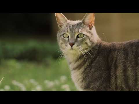 Stavba harmonizační pyramidy