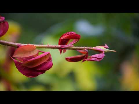 House mix - Best of January 2019