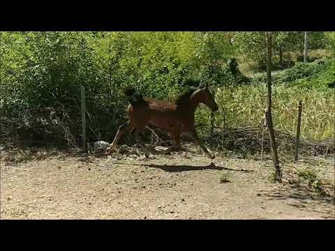 Manzul Nord a 4 luni