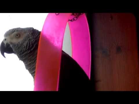 KIWI POWER 2015 - English Accent African Grey with Subtitles