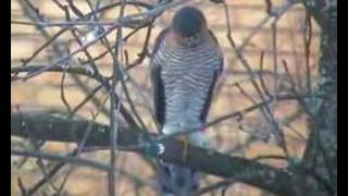 preview picture of video 'sparrow hawk male'
