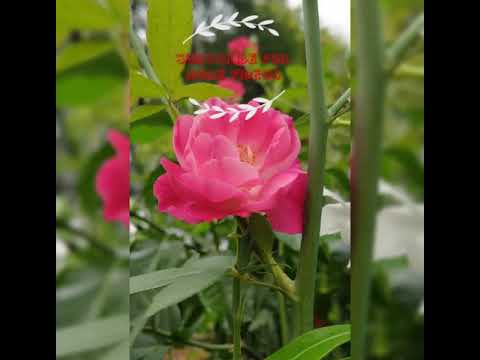 KISI RAAH ME KISI MOD PAR WHAT'S APP STATUS #WHATSAAP #STATUS #PUBG