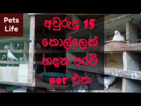 Supiri Paravi |  පරවි|  srilanka paravi birds|  how to make pigeons in srilanka|paravi - pet life lk