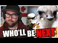 Ostriches In Peril