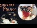 I Gun for You - Caesars