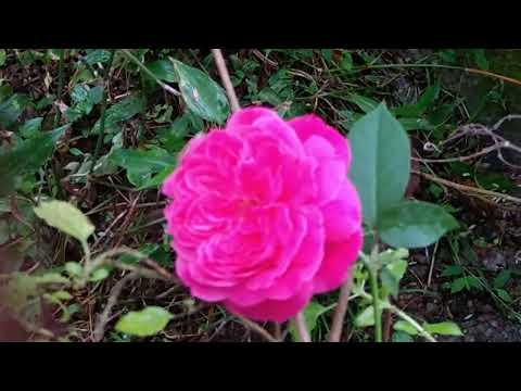 Rose - "Perfume of God's and Queen of Flowers" Mother of Rose - "The Virgin Mary",