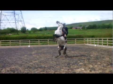 Horse rears and flips over