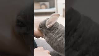 おやつを強引に奪うチンチラ #Shorts
