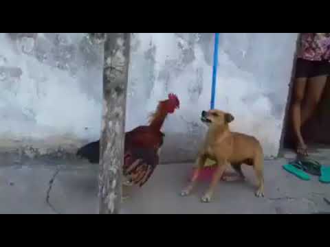 Animal fight comedy
