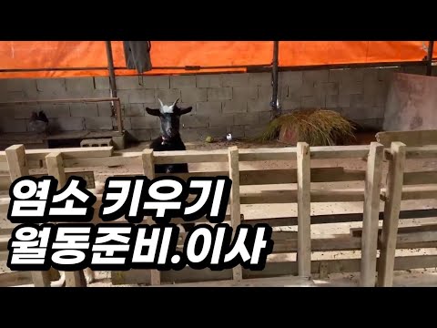 , title : '염소키우기 #염소 #가축 #월동준비'