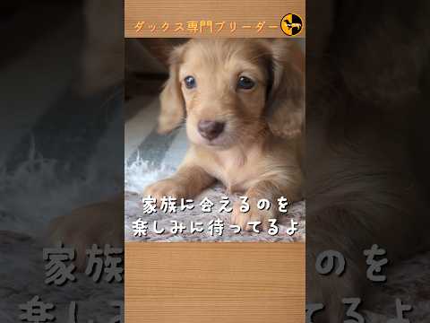 なぜ鶏にタイムを与えるのでしょうか？ブリーダーはそれをどのように利用して、その 3 つの驚くべき利点を享受しているのでしょうか?  庭園