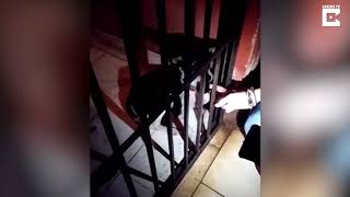 26 Stray Dogs Rescued From Meat Trader