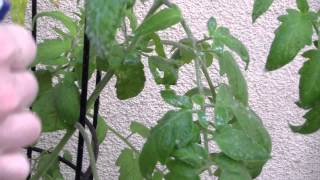 How To Kill Tomato Worms Naturally