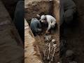 They Found a Battery Pack in a 2,500-Year-Old Tomb