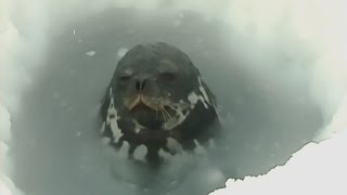 Call of Life - Trailer