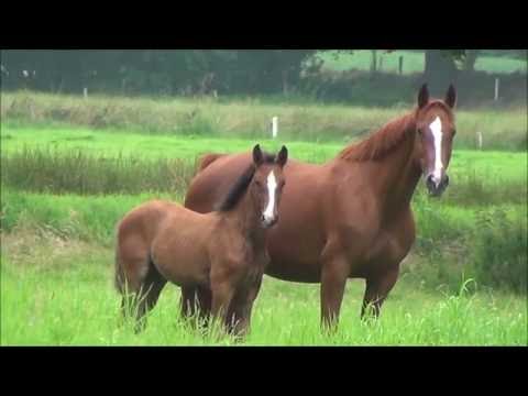 *2016 Stutfohlen von Stakkato Gold / Coupe de Coeur - SOLD!!!!