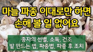 마늘 파종 이대로만 하면 손해 볼 일 없어요. (종자의 선별, 소독, 건조, 밭 만드는 법, 파종법, 파종후…