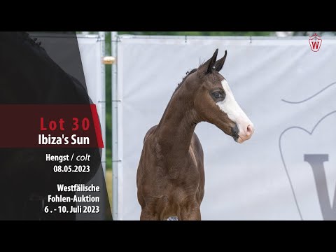 Fohlen-Auktion Lot 30 Ibiza's Sun Hengst v. Asgard's Ibiza - Dimaggio