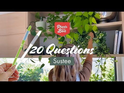 20 Questions on Sustee Watering Device with Founder of Plants in a Box