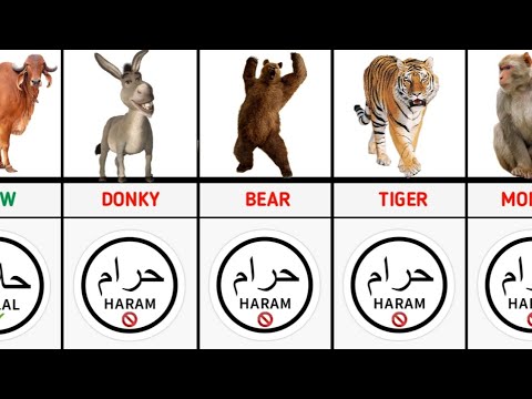 Halal And Haram Animal Meats In Islam | Data Compression | Digital Mehfuz | DM