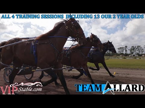 Team Allard: 2 Year Olds in Training - All 4 Sets