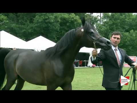 N.191 MARIUS MADONNA KA - Bruges 2016 - Colts 3 years old (Class 108)