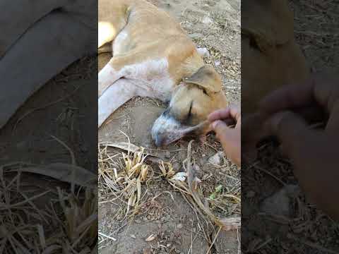 Drishana and Puppy #drishanafun ....