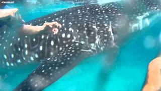 preview picture of video 'Whale Shark Encounter (Oslob Cebu) | #TEAMBUGO'