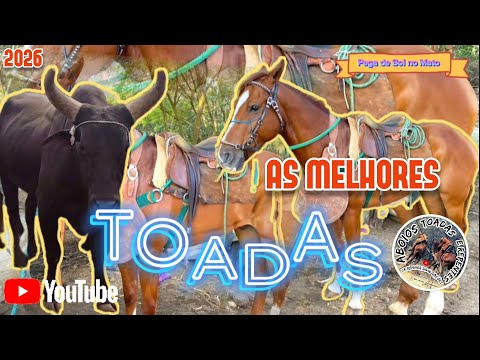 Toadas Com Alon Zôa & Ary Zôa, Cheiro da Vaquejada & Jm Vaqueiro , e Outros Poetas 