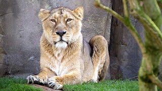 Land of the Lions | Making Nature: How we see animals