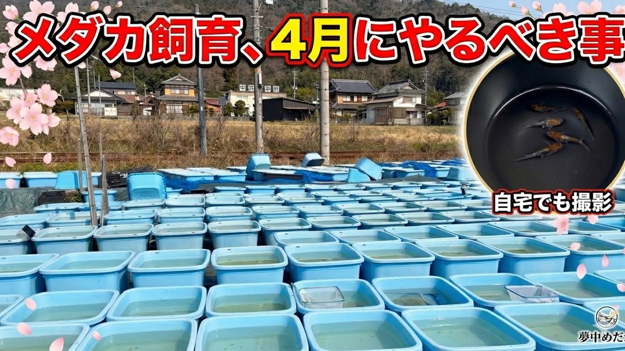 メダカ飼育で4月にやる事　＠楽めだか