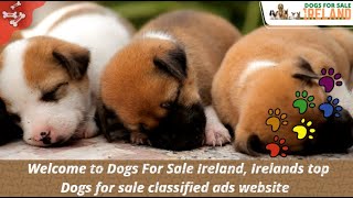 Dogs for sale Ireland classified ads website